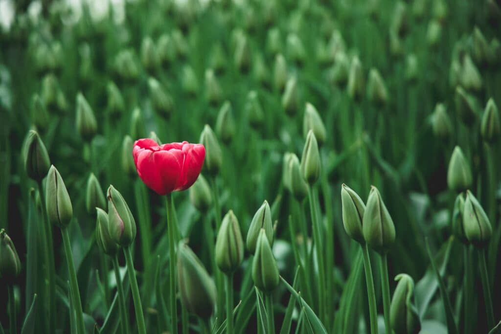 photo of a red tulip flower