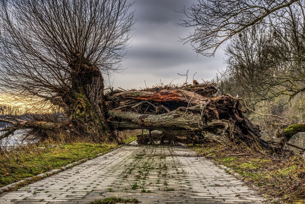 a tree blocking a road